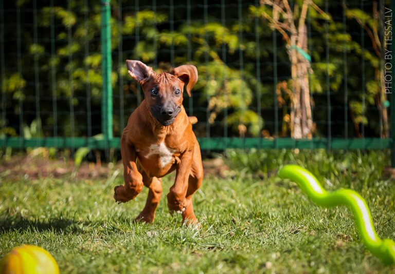Ajumpaa H. puppies are 3 months old